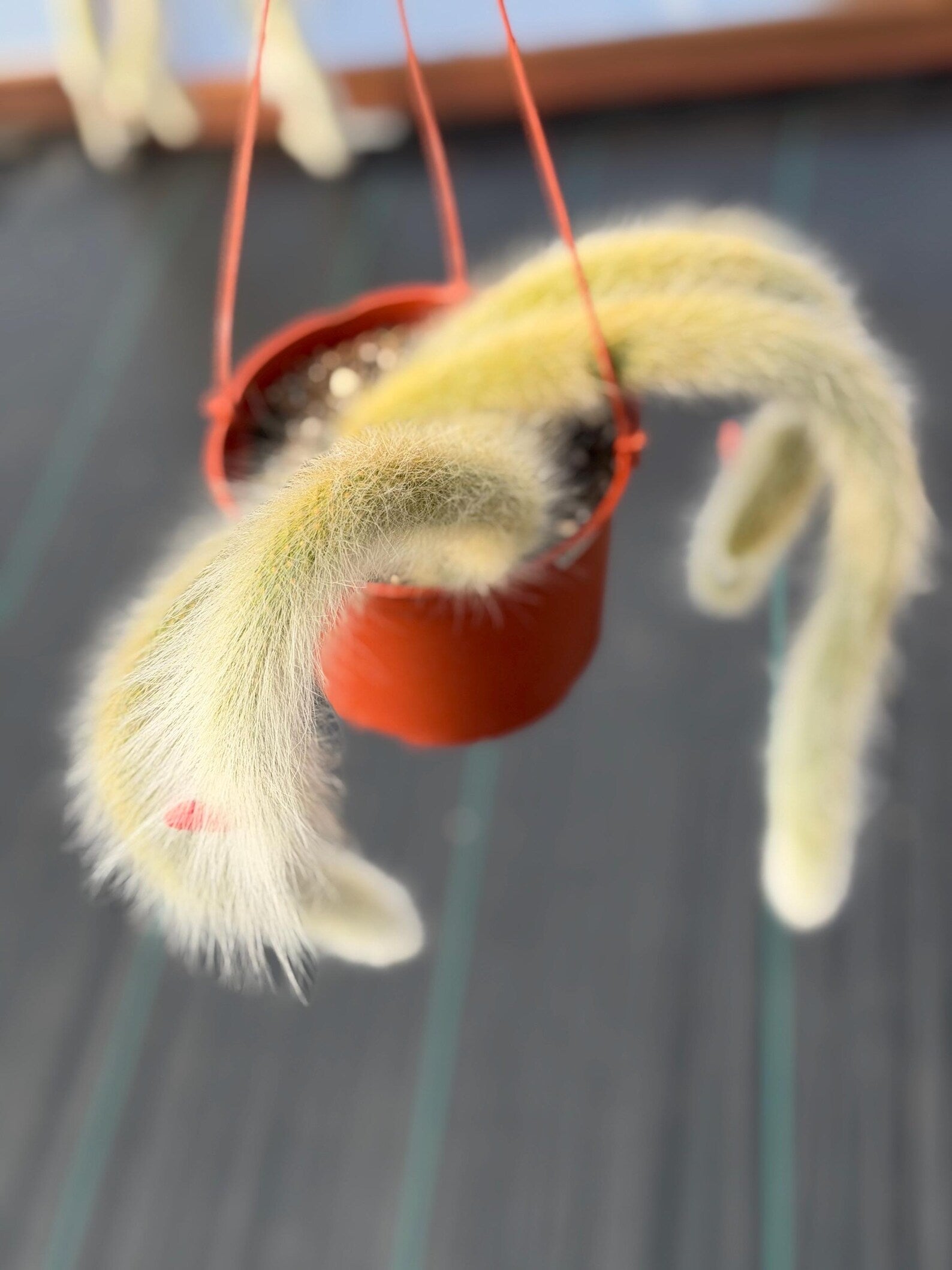 Monkey Tail Cactus #304 | Rare Trailing Succulent | Fuzzy Hanging Plant | Collector’s Choice | 12'' Length
