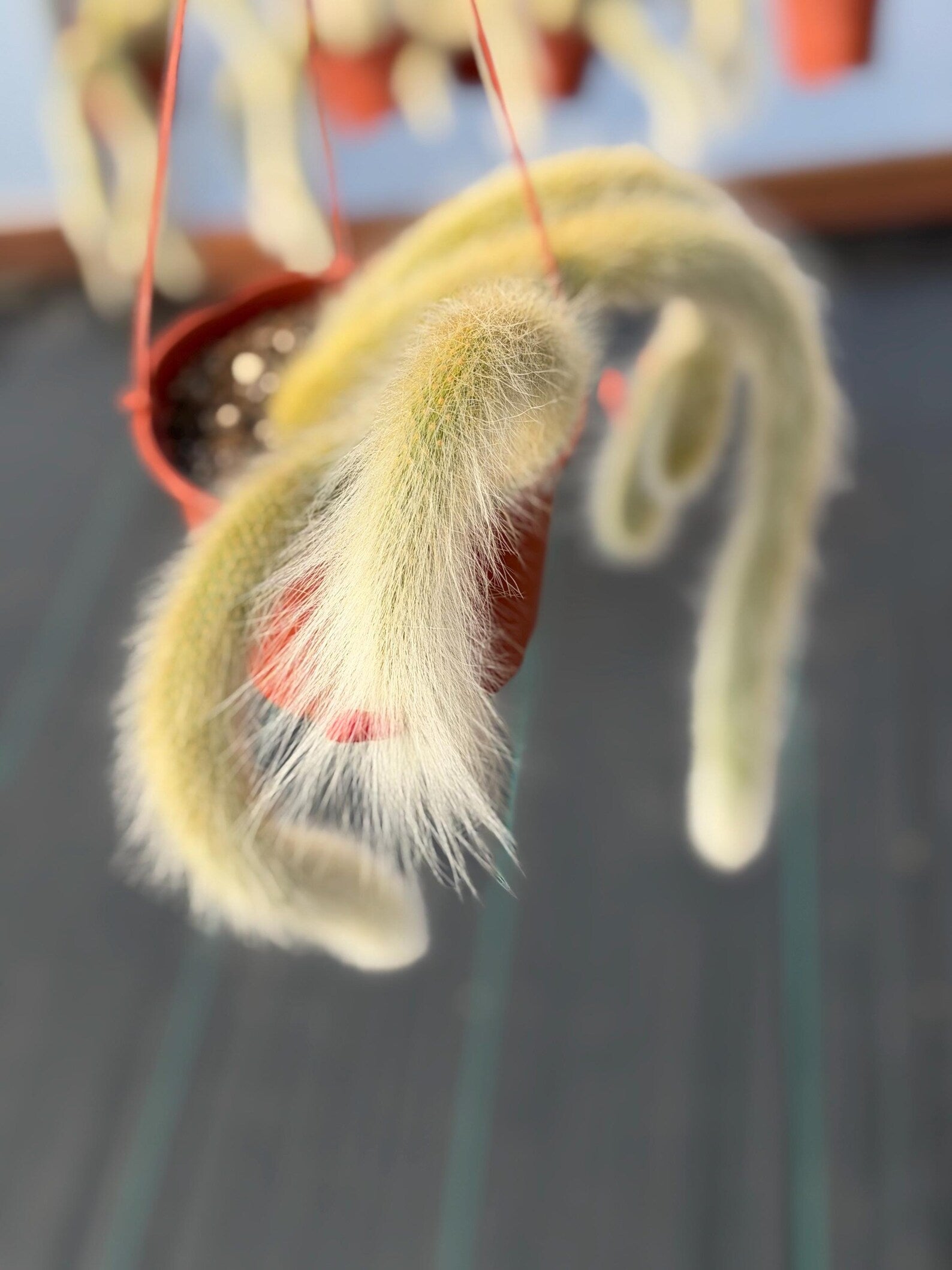 Monkey Tail Cactus #304 | Rare Trailing Succulent | Fuzzy Hanging Plant | Collector’s Choice | 12'' Length