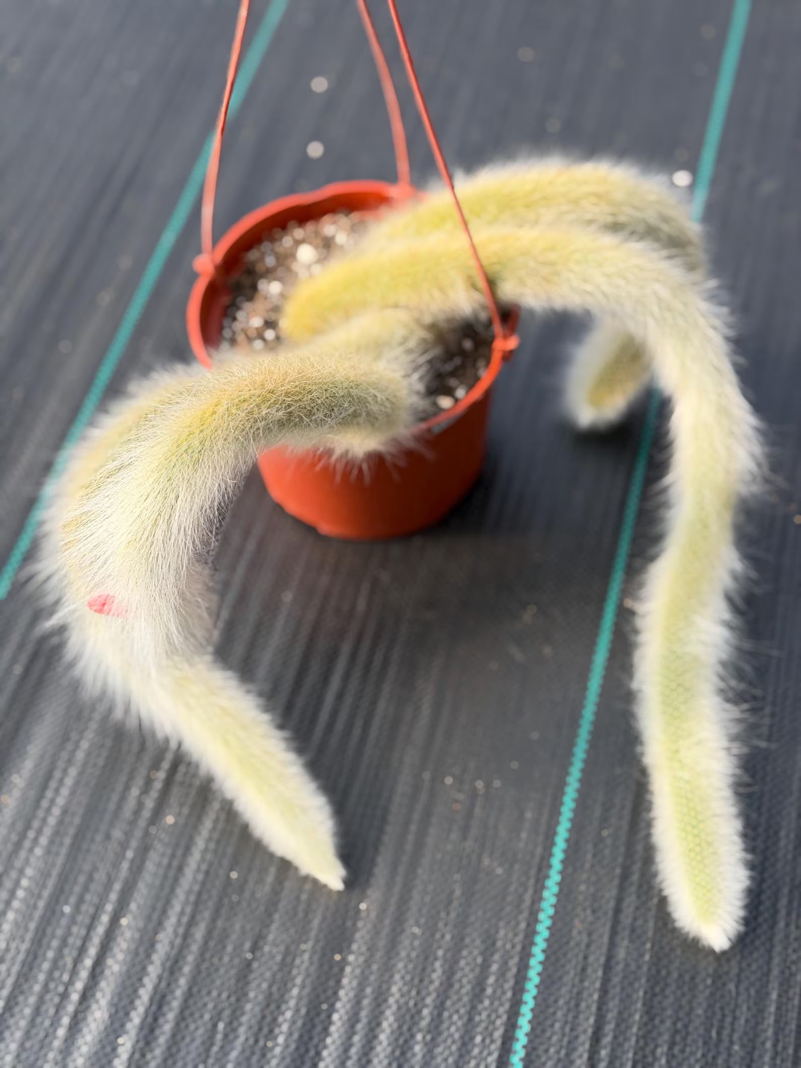 Monkey Tail Cactus #304 | Rare Trailing Succulent | Fuzzy Hanging Plant | Collector’s Choice | 12'' Length