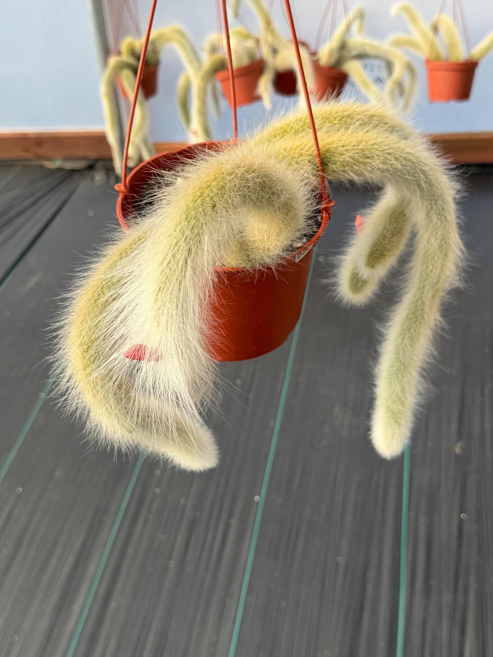 Monkey Tail Cactus #304 | Rare Trailing Succulent | Fuzzy Hanging Plant | Collector’s Choice | 12'' Length