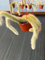 Monkey Tail Cactus #304 | Rare Trailing Succulent | Fuzzy Hanging Plant | Collector’s Choice | 12'' Length