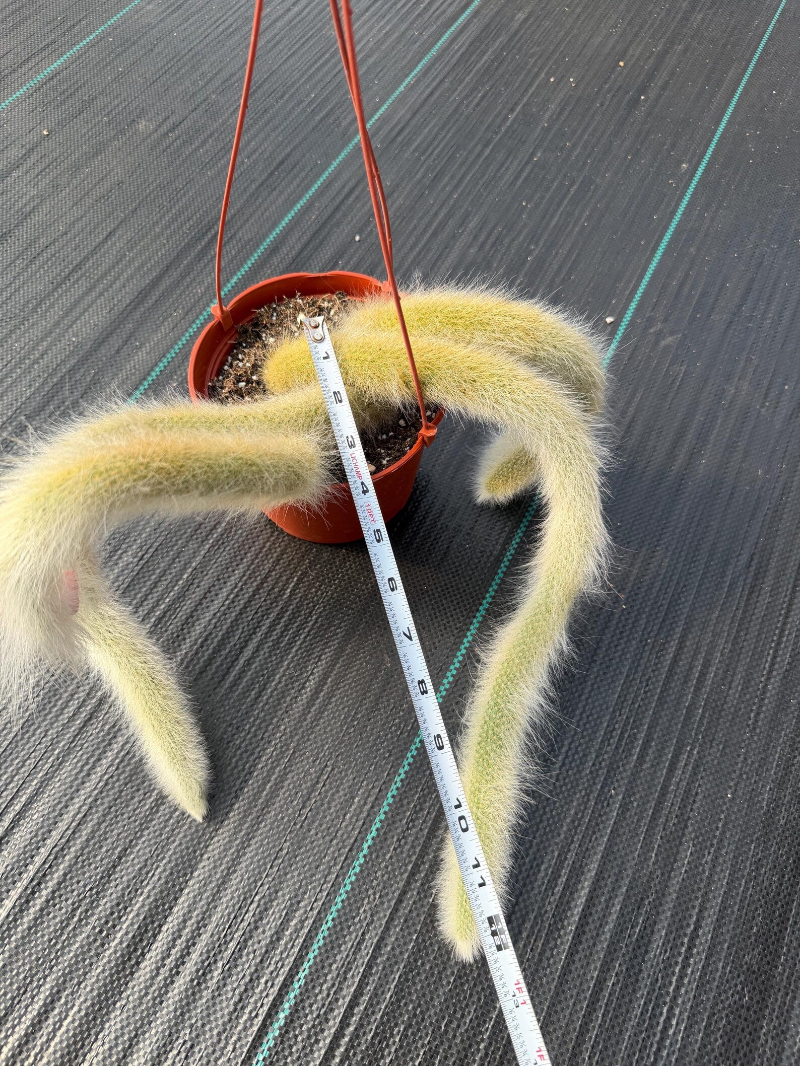Monkey Tail Cactus #304 | Rare Trailing Succulent | Fuzzy Hanging Plant | Collector’s Choice | 12'' Length