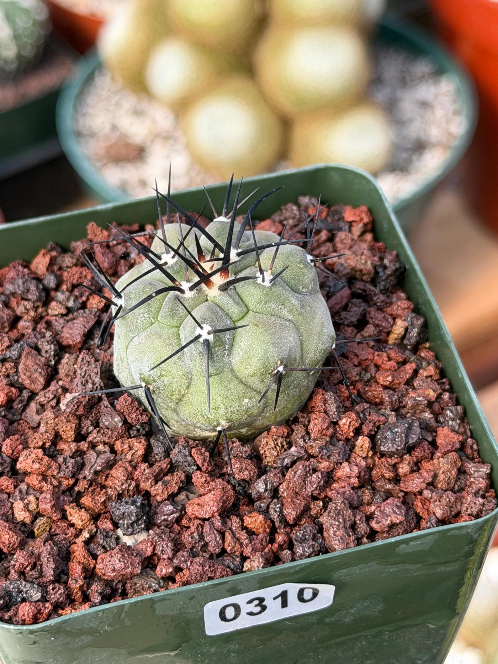 Copiapoa Cinerea Rare Seed Grown Live Cactus – Exact Collector Plant #310