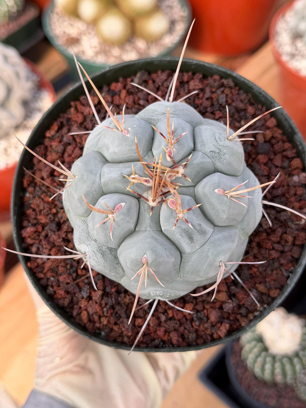 Thelocactus Hexaedrophorus Rare Blue Cactus #261 | Seed Grown Live Cactus | Chalky Blue Collector Plant | Exact Plant