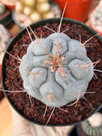 Thelocactus Hexaedrophorus Rare Blue Cactus #261 | Seed Grown Live Cactus | Chalky Blue Collector Plant | Exact Plant