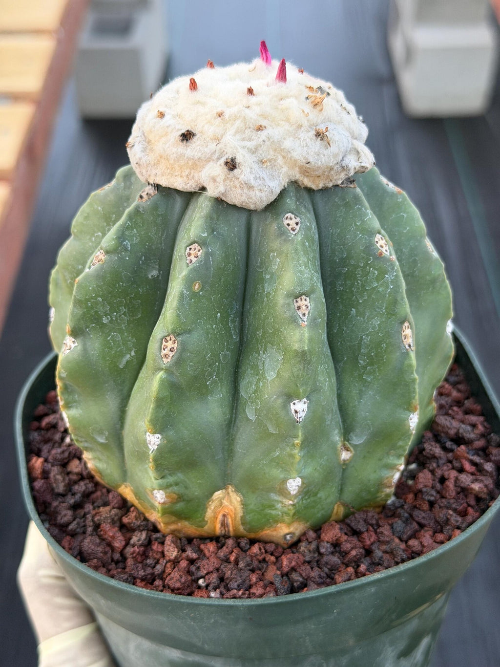 Melocactus Matanzanus Live Rare Cactus Plant #287
