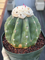 Melocactus Matanzanus Live Rare Cactus Plant #287