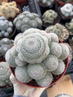 Mammillaria Lenta Golden Spine Cluster Cactus – Rare Live Plant #31