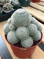 Mammillaria Lenta Golden Spine Cluster Cactus – Rare Live Plant #31