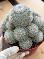 Mammillaria Lenta Golden Spine Cluster Cactus – Rare Live Plant #31