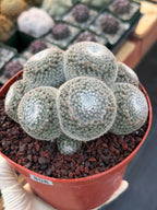 Mammillaria Perbella Cluster Rare Seed Grown Live Cactus – Exact Collector Plant #806