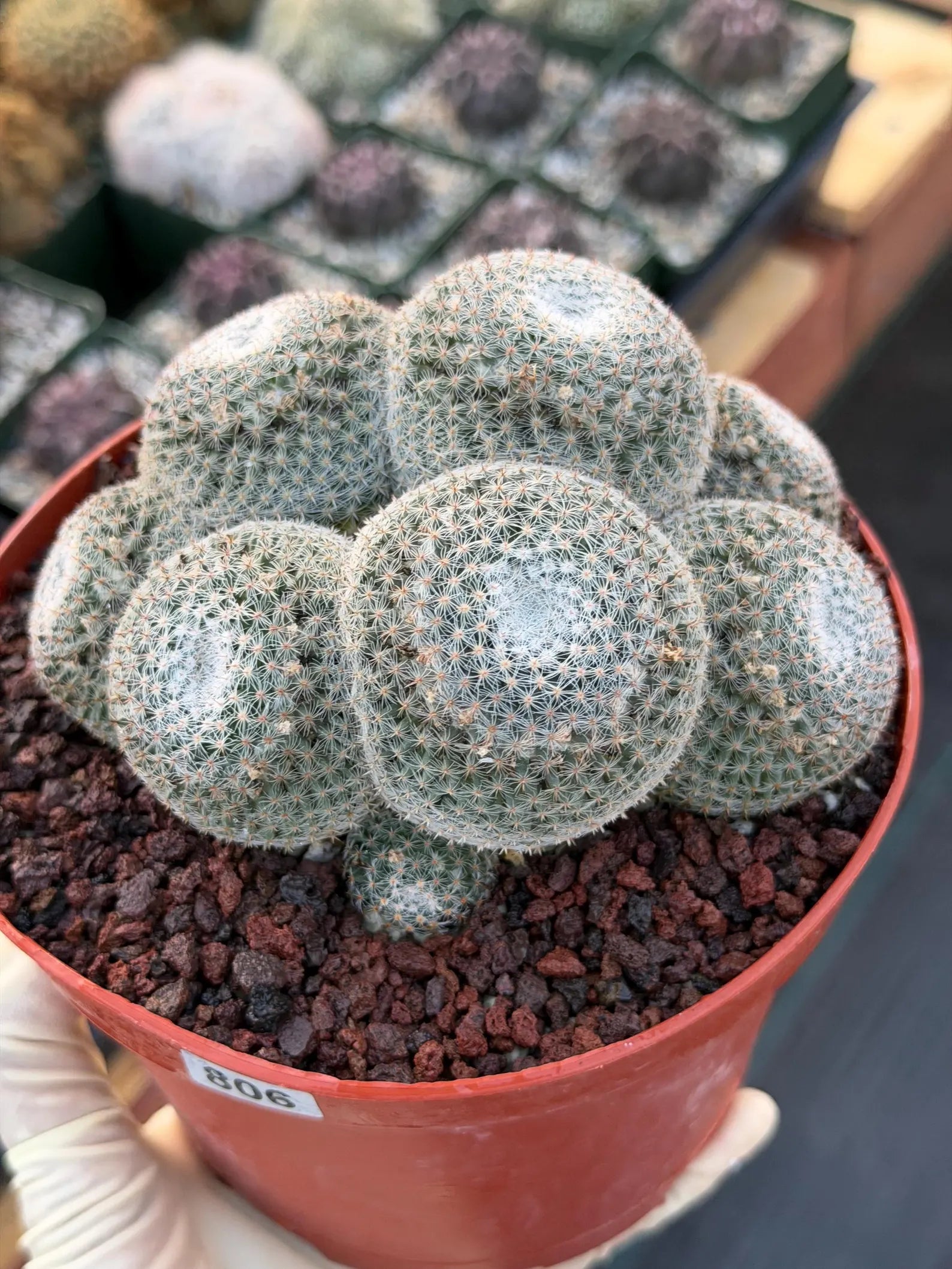 Mammillaria Perbella Cluster Rare Seed Grown Live Cactus – Exact Collector Plant #806
