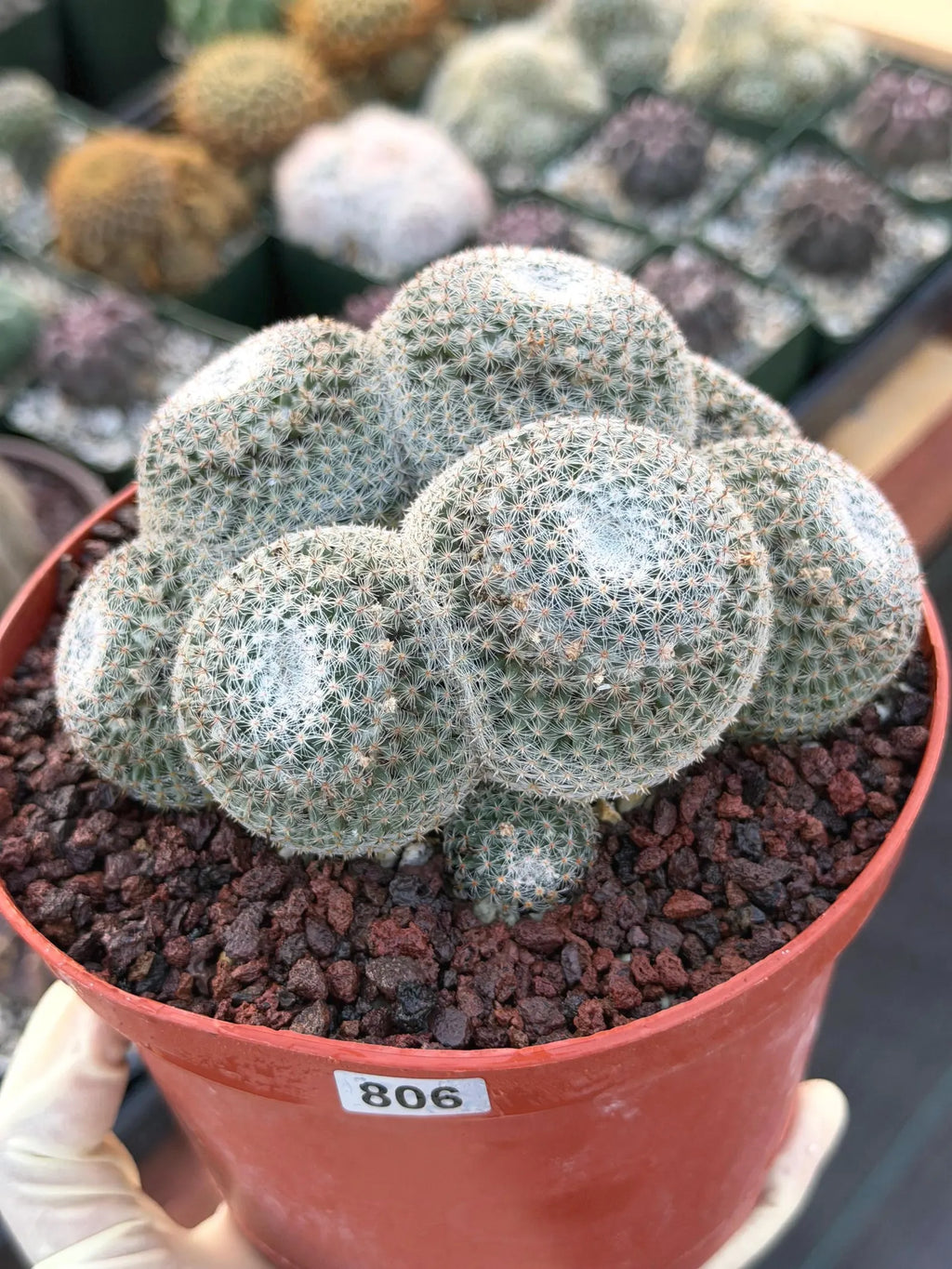 Mammillaria Perbella Cluster Rare Seed Grown Live Cactus – Exact Collector Plant #806