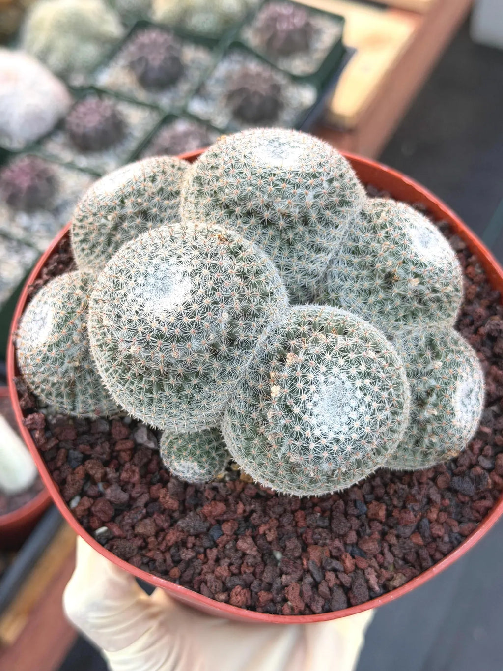 Mammillaria Perbella Cluster Rare Seed Grown Live Cactus – Exact Collector Plant #806
