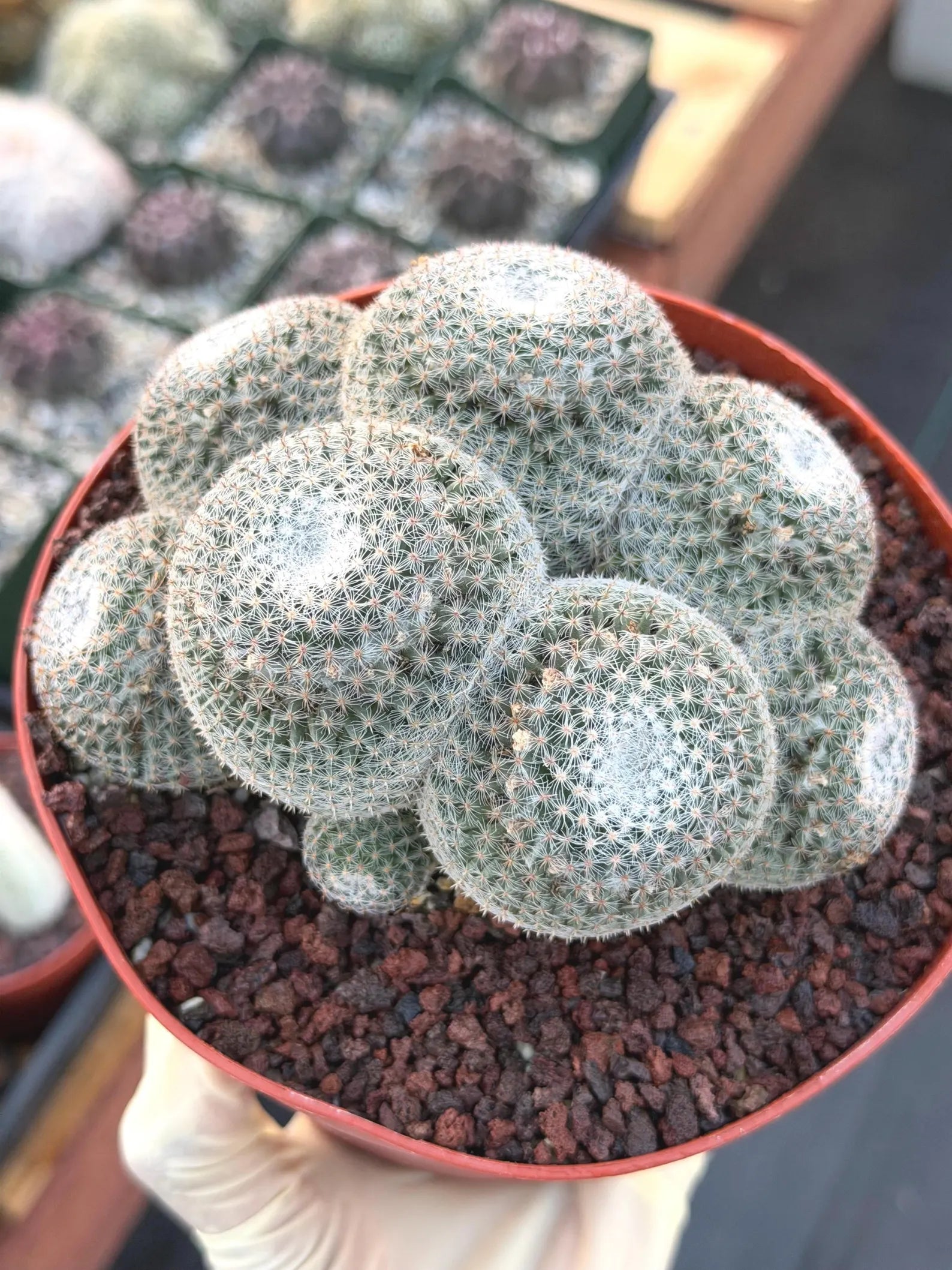 Mammillaria Perbella Cluster Rare Seed Grown Live Cactus – Exact Collector Plant #806