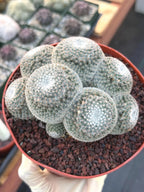Mammillaria Perbella Cluster Rare Seed Grown Live Cactus – Exact Collector Plant #183