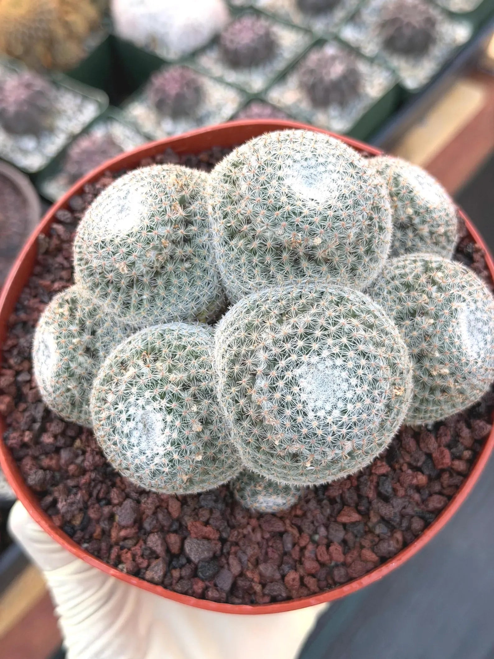 Mammillaria Perbella Cluster Rare Seed Grown Live Cactus – Exact Collector Plant #806