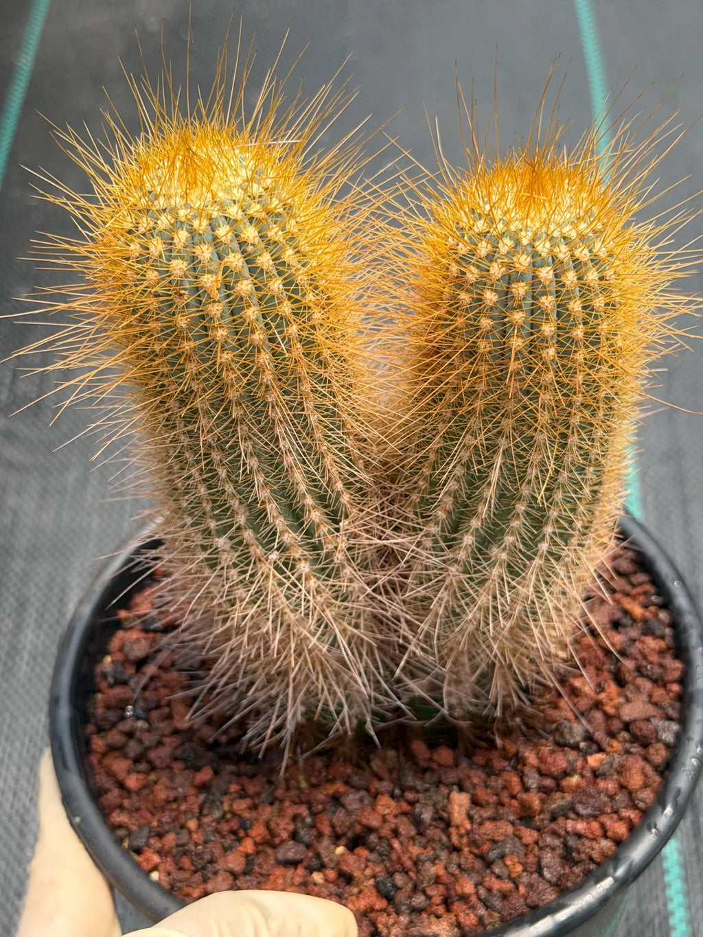 Micranthocereus Cactus #807