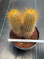 Micranthocereus Cactus #807