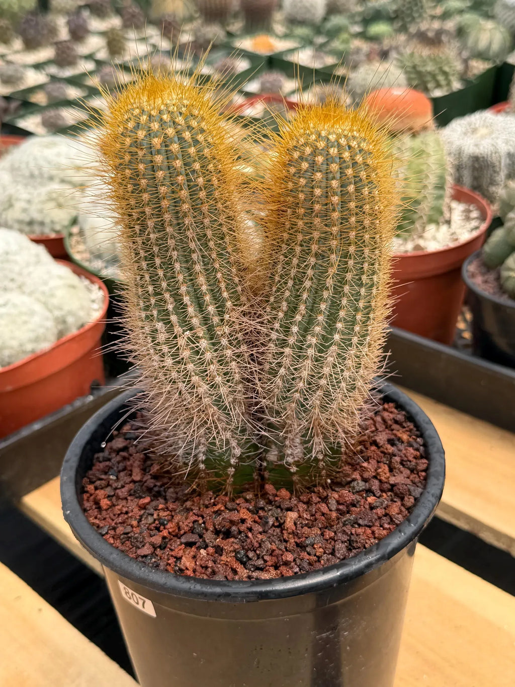 Micranthocereus Cactus #807