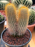Micranthocereus Cactus #807