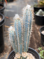 Blue Pilosocereus Pachycladus – Rare Hairy Blue Cactus with Pups | Live Plant