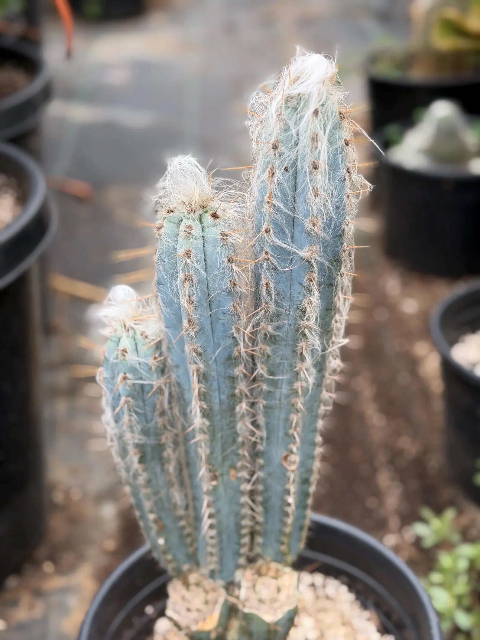 Blue Pilosocereus Pachycladus – Rare Hairy Blue Cactus with Pups | Live Plant