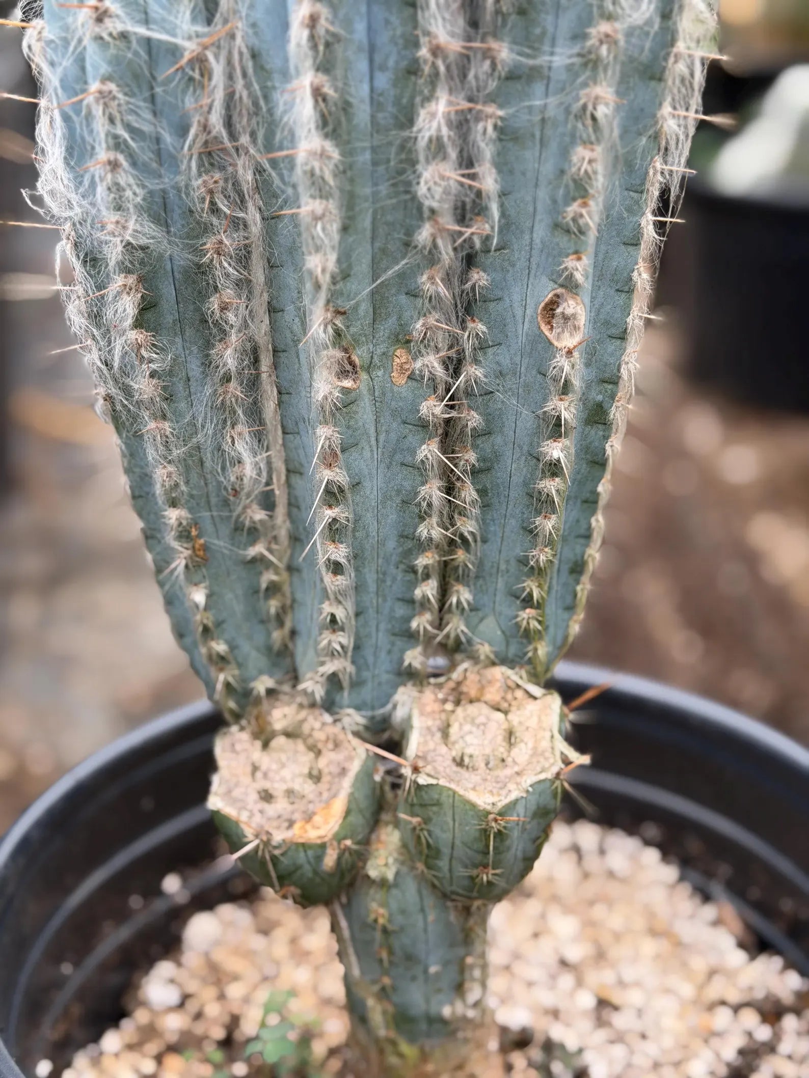 Blue Pilosocereus Pachycladus – Rare Hairy Blue Cactus with Pups | Live Plant