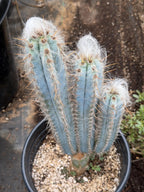 Blue Pilosocereus Pachycladus – Rare Hairy Blue Cactus with Pups | Live Plant