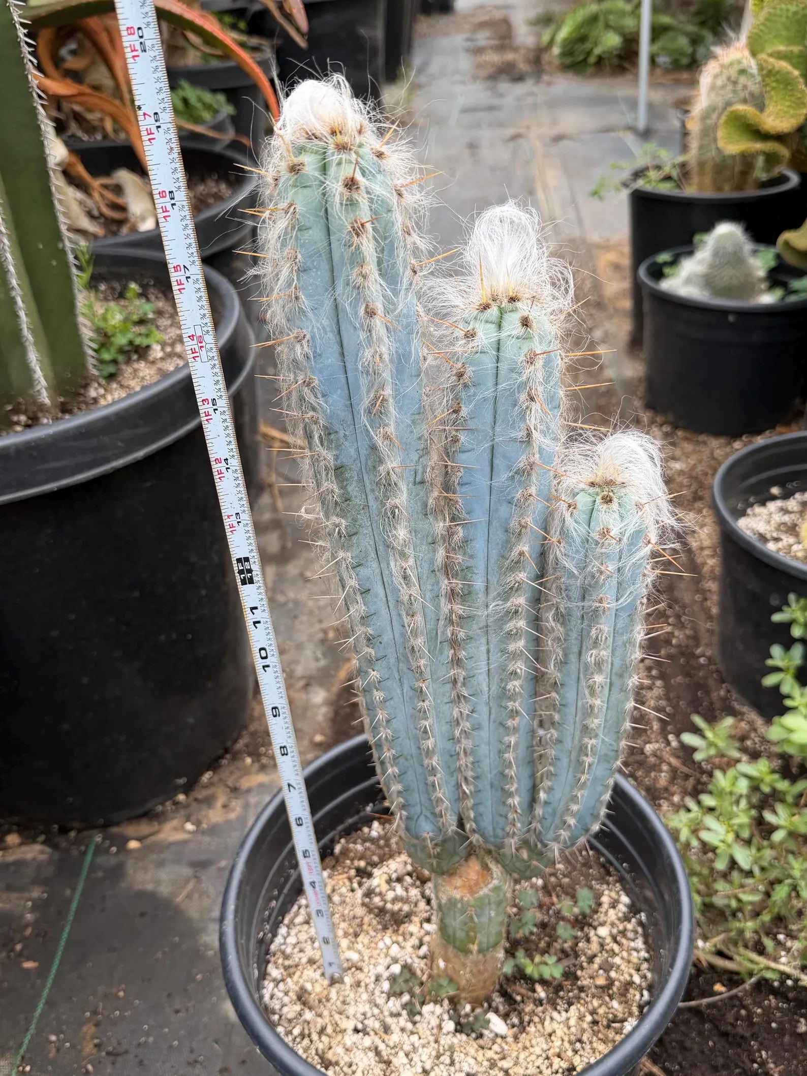 Blue Pilosocereus Pachycladus – Rare Hairy Blue Cactus with Pups | Live Plant