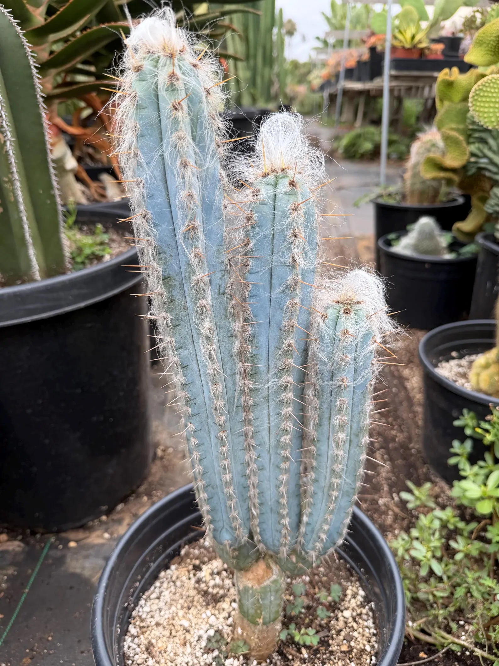 Blue Pilosocereus Pachycladus – Rare Hairy Blue Cactus with Pups | Live Plant