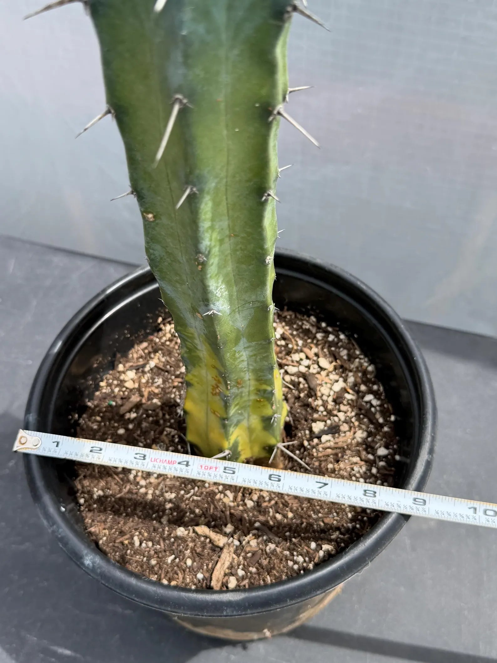 Variegated Blue Pilosocereus Pachycladus | Rare Blue Live Cactus Plant #181