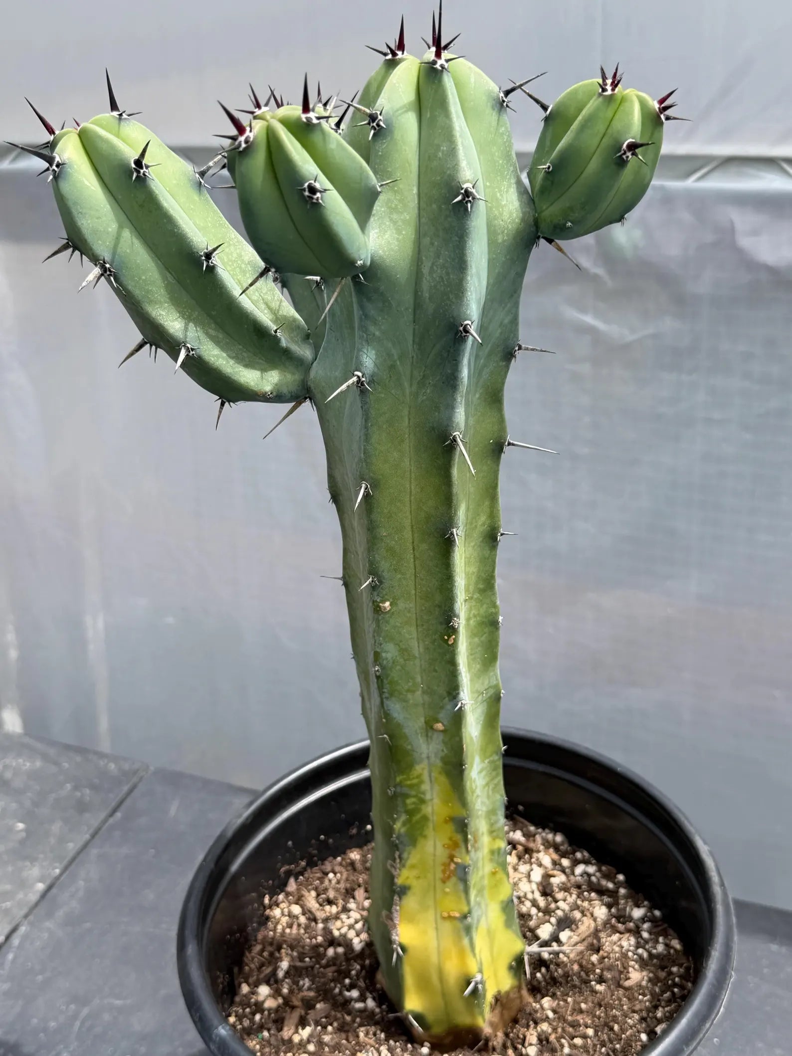 Variegated Blue Pilosocereus Pachycladus | Rare Blue Live Cactus Plant #181