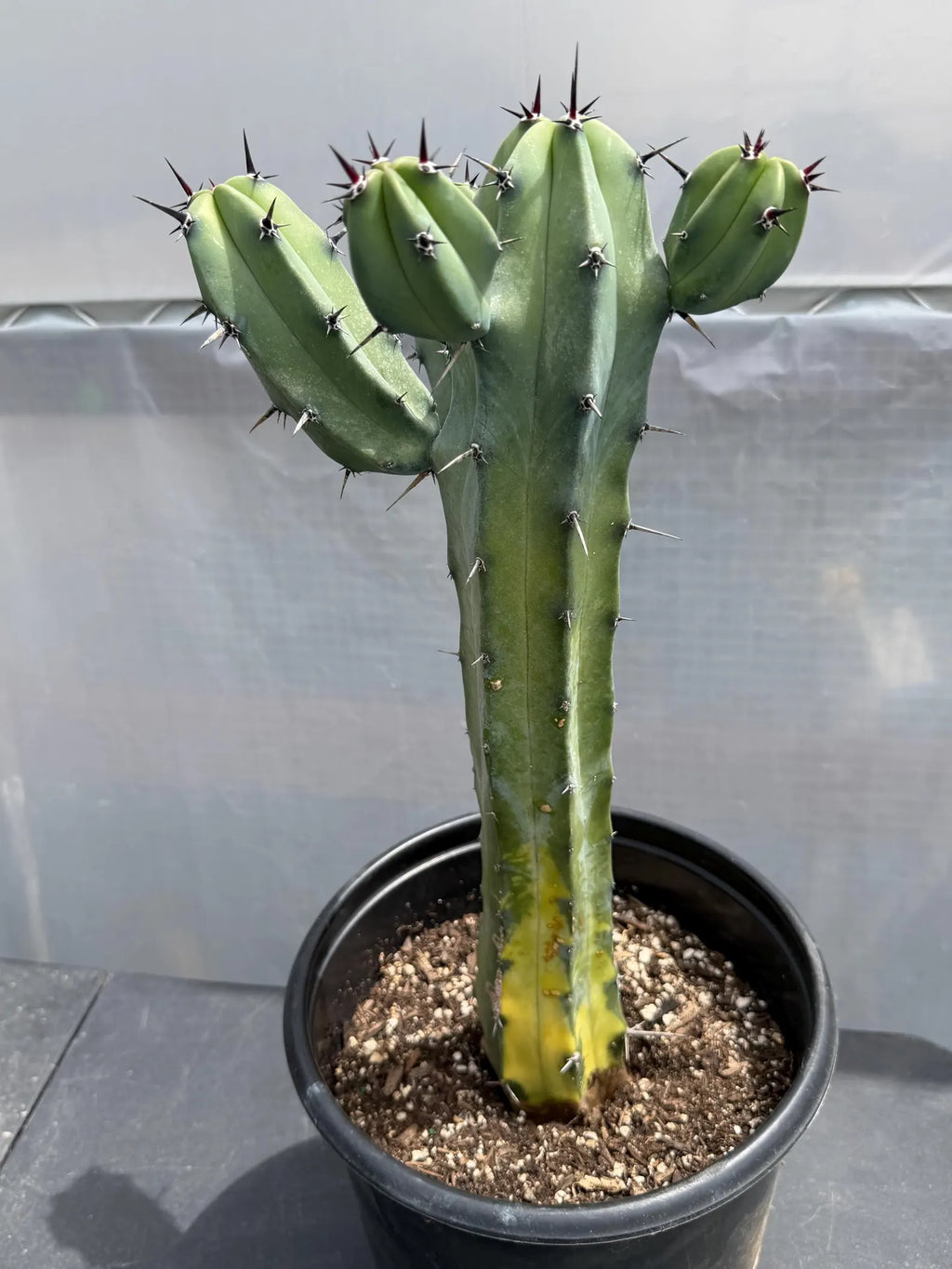 Variegated Blue Pilosocereus Pachycladus | Rare Blue Live Cactus Plant #181