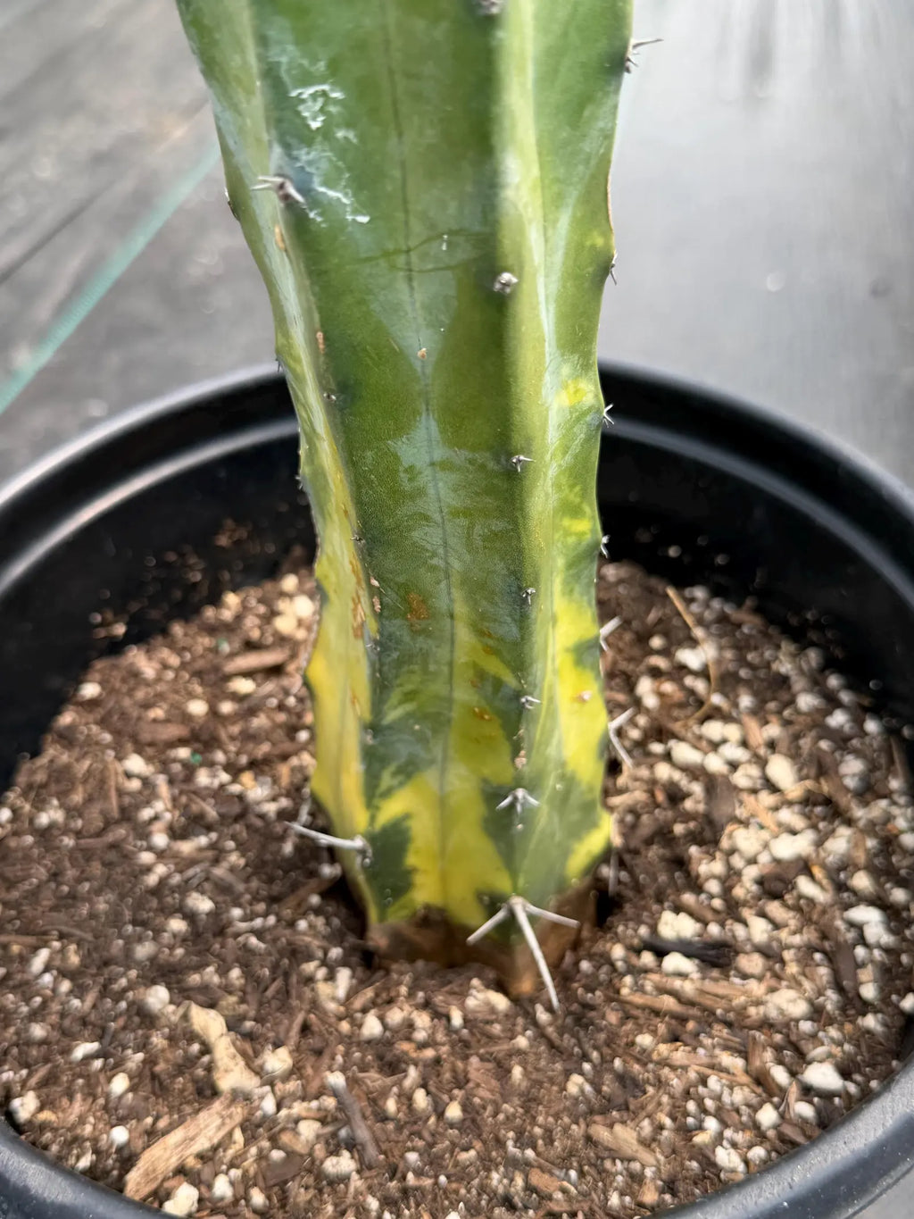 Variegated Blue Pilosocereus Pachycladus | Rare Blue Live Cactus Plant #181