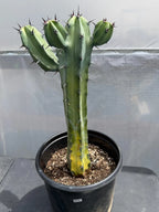 Variegated Blue Pilosocereus Pachycladus | Rare Blue Live Cactus Plant #181