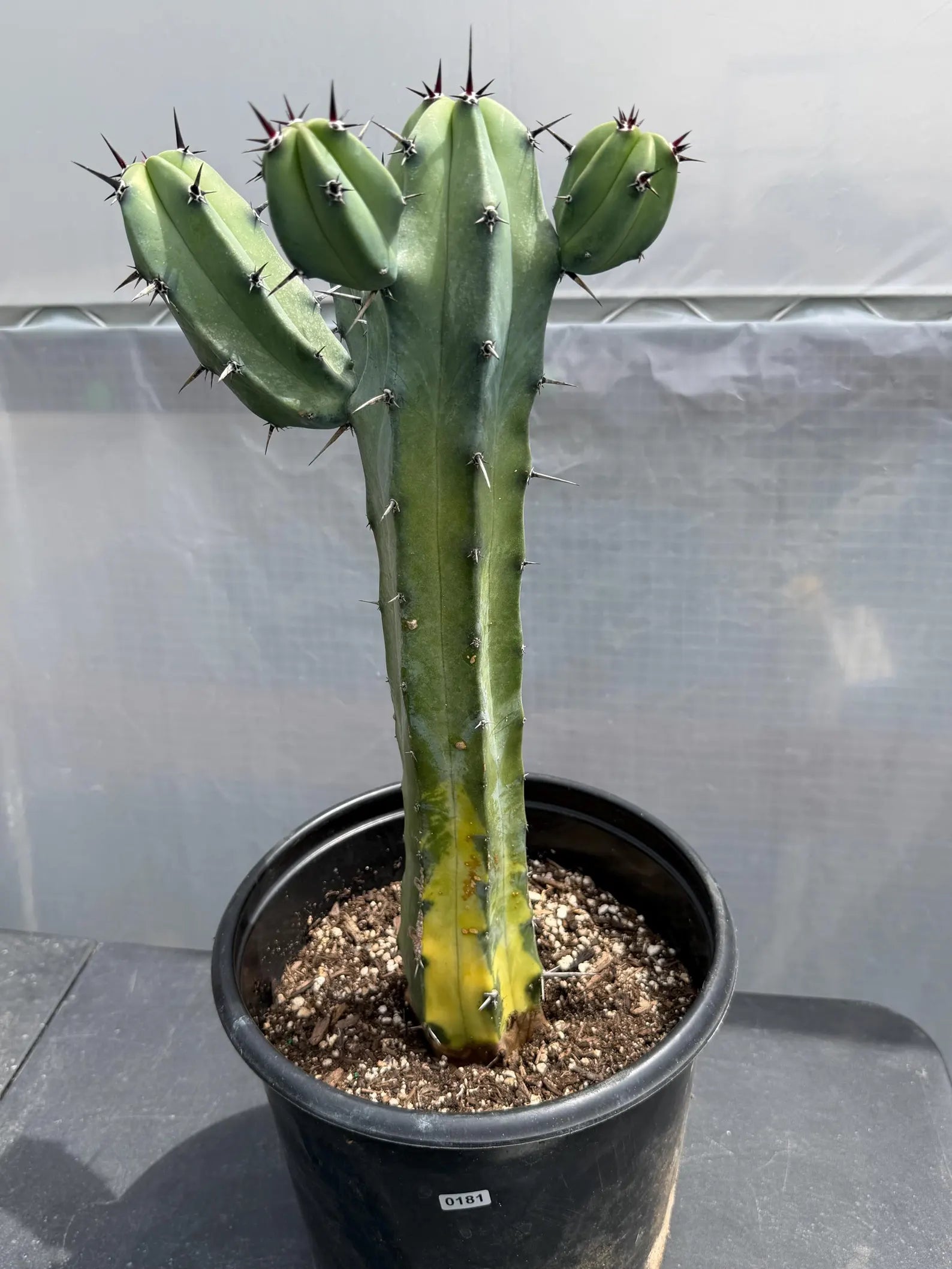 Variegated Blue Pilosocereus Pachycladus | Rare Blue Live Cactus Plant #181