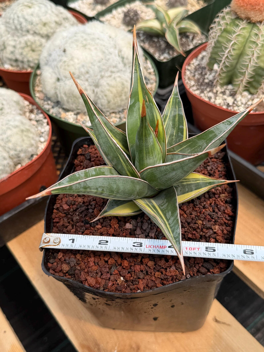 Variegated Sansevieria Pinguicula #308