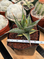 Variegated Sansevieria Pinguicula #308