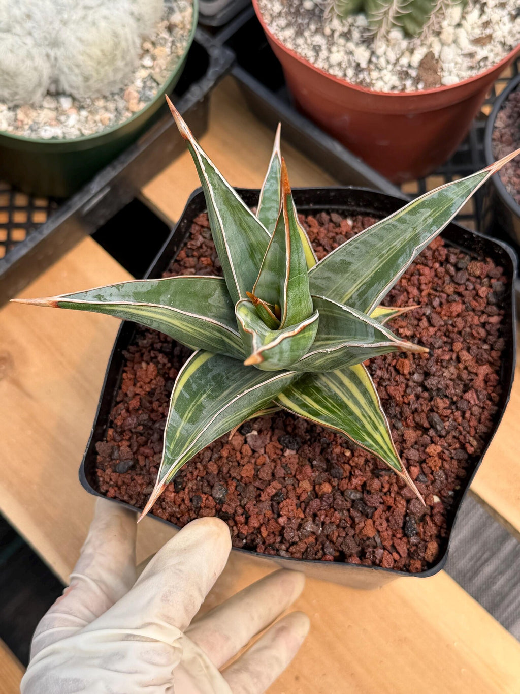 Variegated Sansevieria Pinguicula #308
