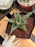 Variegated Sansevieria Pinguicula #308