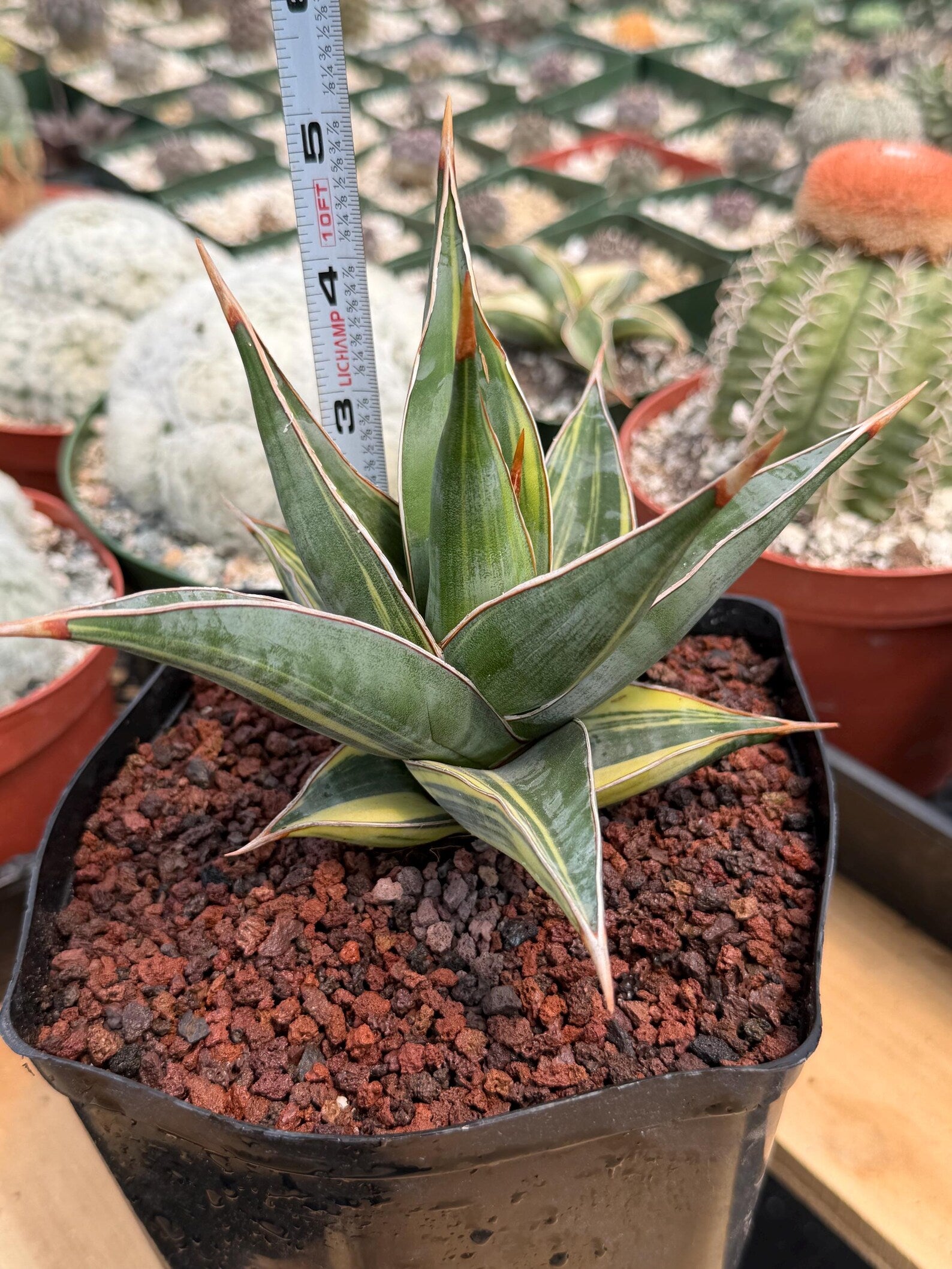 Variegated Sansevieria Pinguicula #308