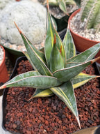 Variegated Sansevieria Pinguicula #308