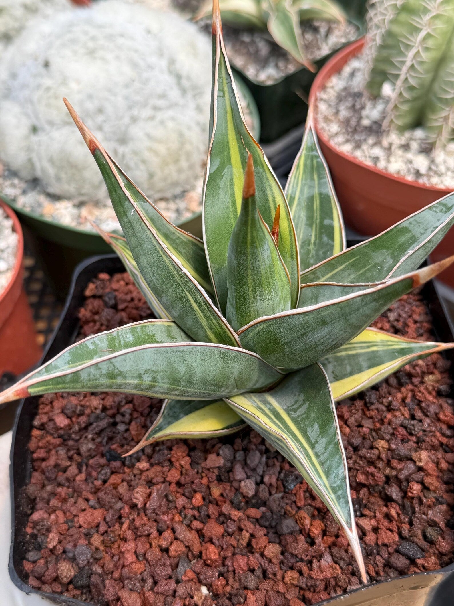 Variegated Sansevieria Pinguicula #308