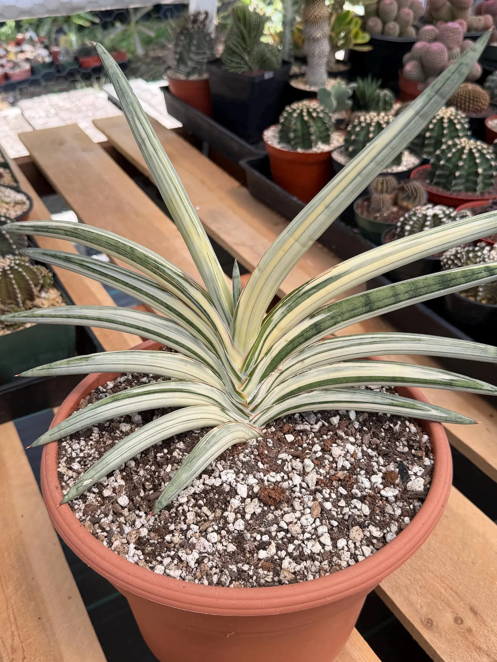 Variegated Sansevieria Lavranos Blue Clone | Live Snake Plant
