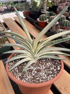 Variegated Sansevieria Lavranos Blue Clone | Live Snake Plant