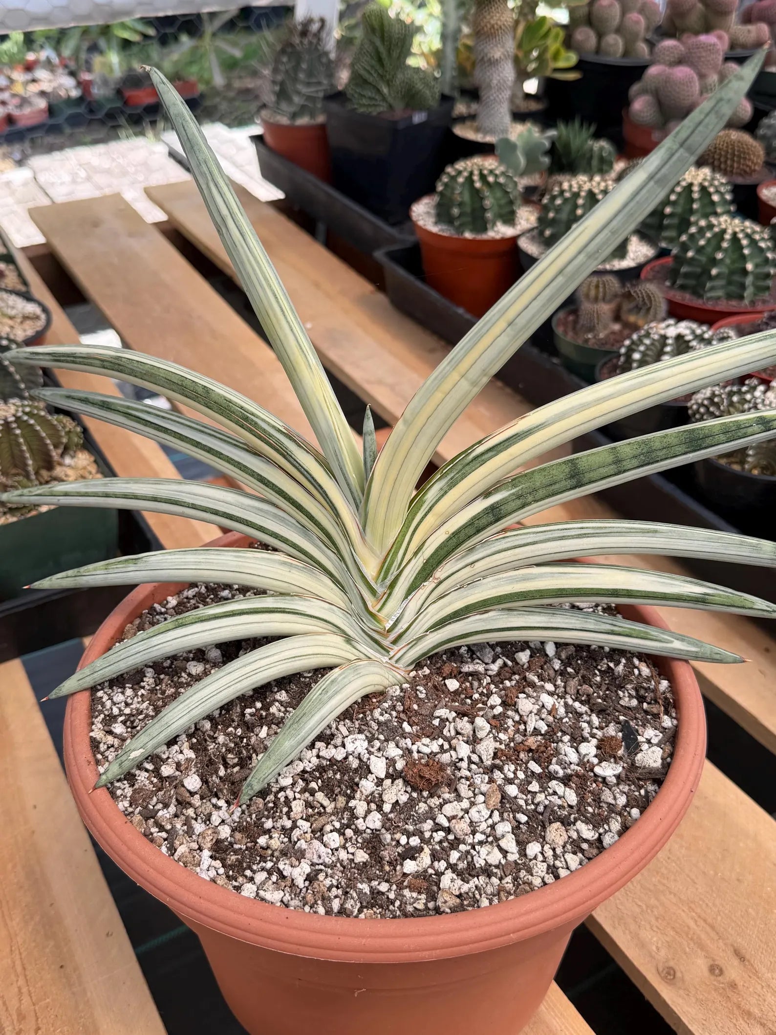 Variegated Sansevieria Lavranos Blue Clone | Live Snake Plant