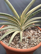 Variegated Sansevieria Lavranos Blue Clone | Live Snake Plant