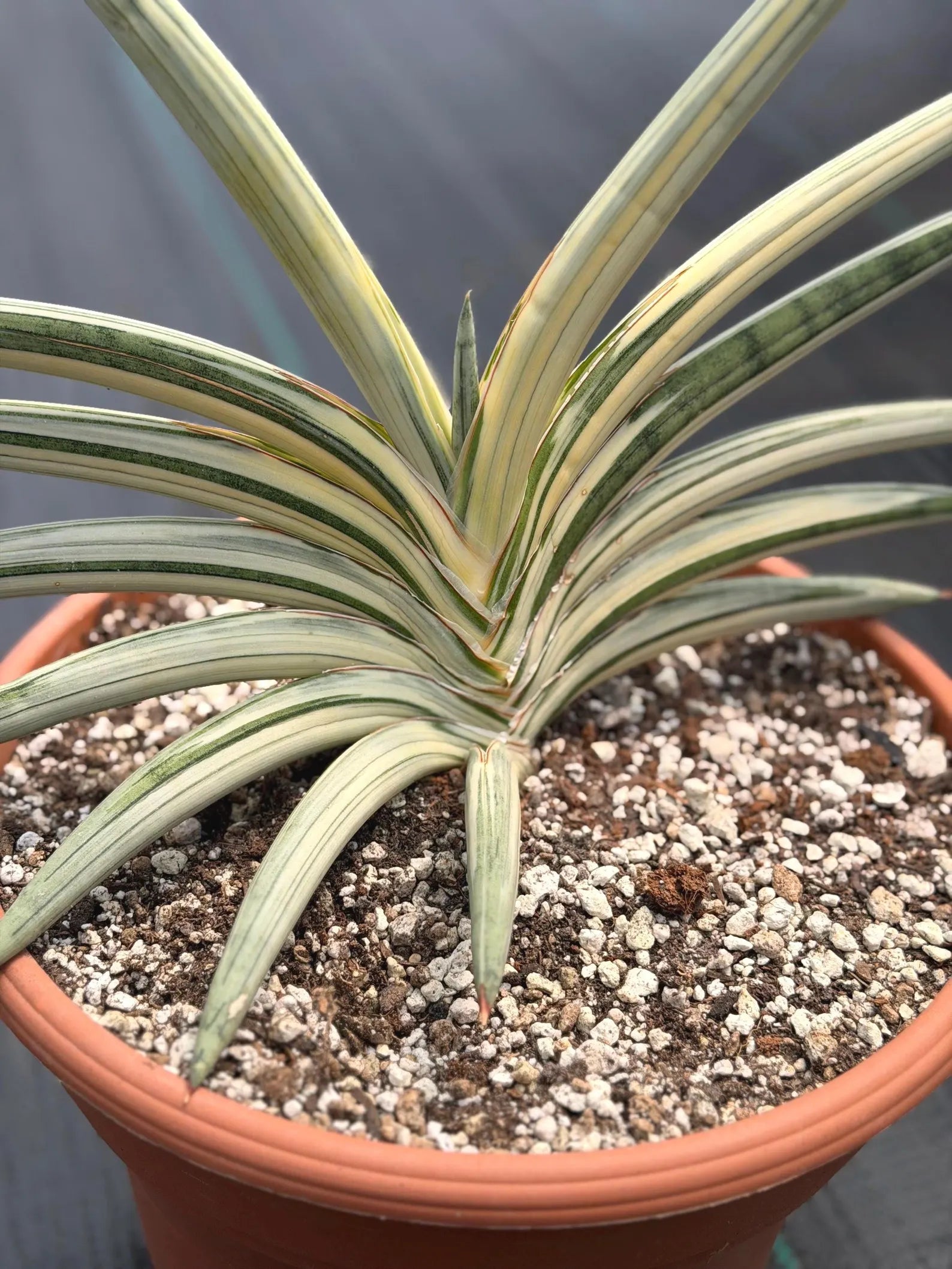Variegated Sansevieria Lavranos Blue Clone | Live Snake Plant