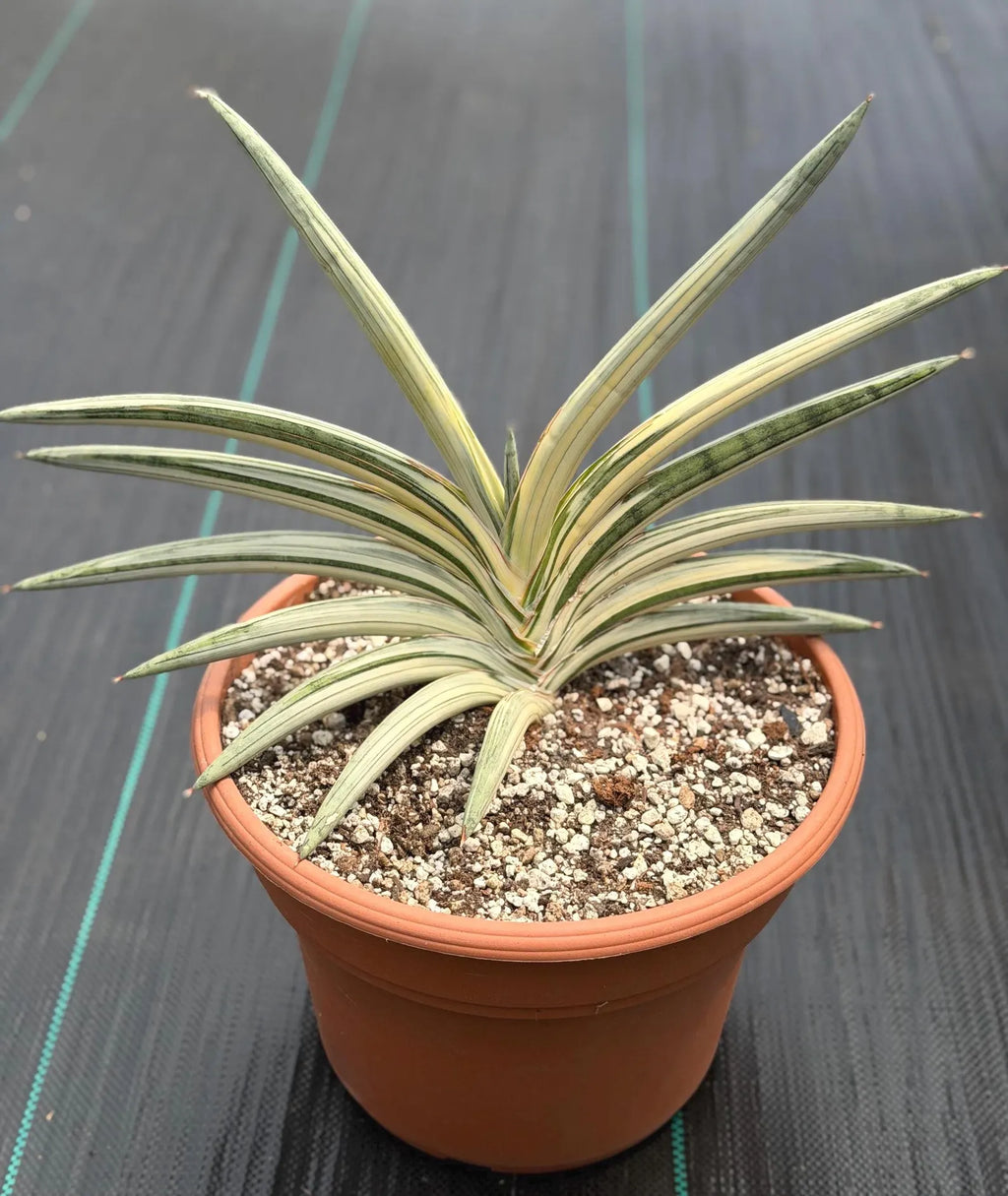 Variegated Sansevieria Lavranos Blue Clone | Live Snake Plant